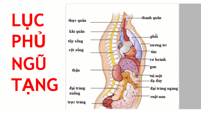 Lục Phủ Ngũ Tạng: Cội Nguồn Sức Khỏe Theo Đông Y