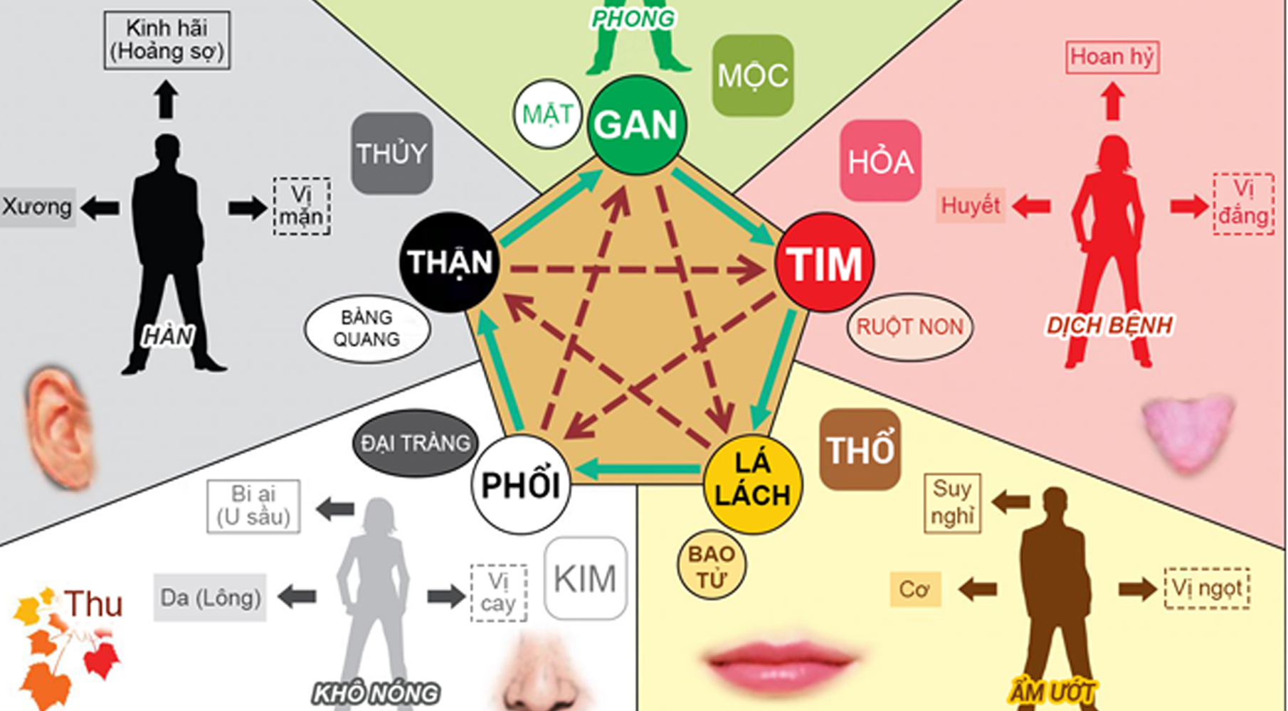 Lục Phủ Ngũ Tạng: Cội Nguồn Sức Khỏe Theo Đông Y