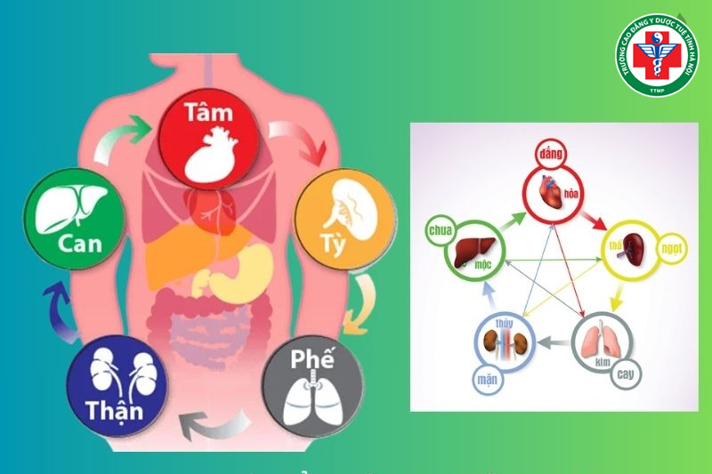 Lục Phủ Ngũ Tạng: Cội Nguồn Sức Khỏe Theo Đông Y