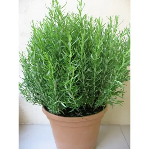 Khám Phá Các Loại Cây Kích Thích Mọc Tóc Tự Nhiên Giúp Tóc Dày, Chắc Khỏe Khám Phá Các Loại Cây Kích Thích Mọc Tóc Tự Nhiên Giúp Tóc Dày, Chắc Khỏe