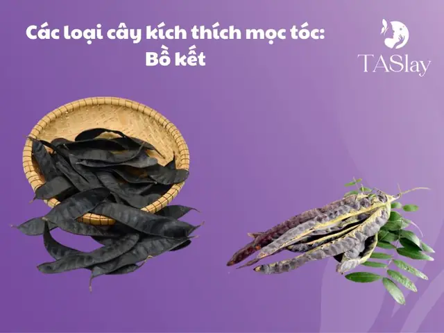 Khám Phá Các Loại Cây Kích Thích Mọc Tóc Tự Nhiên Giúp Tóc Dày, Chắc Khỏe Khám Phá Các Loại Cây Kích Thích Mọc Tóc Tự Nhiên Giúp Tóc Dày, Chắc Khỏe
