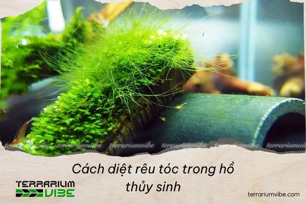 Cách Diệt Rêu Tóc Xanh Hiệu Quả & Phòng Tránh Cho Hồ Thủy Sinh Cách Diệt Rêu Tóc Xanh Hiệu Quả & Phòng Tránh Cho Hồ Thủy Sinh