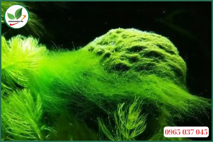Cách Diệt Rêu Tóc Xanh Hiệu Quả & Phòng Tránh Cho Hồ Thủy Sinh Cách Diệt Rêu Tóc Xanh Hiệu Quả & Phòng Tránh Cho Hồ Thủy Sinh