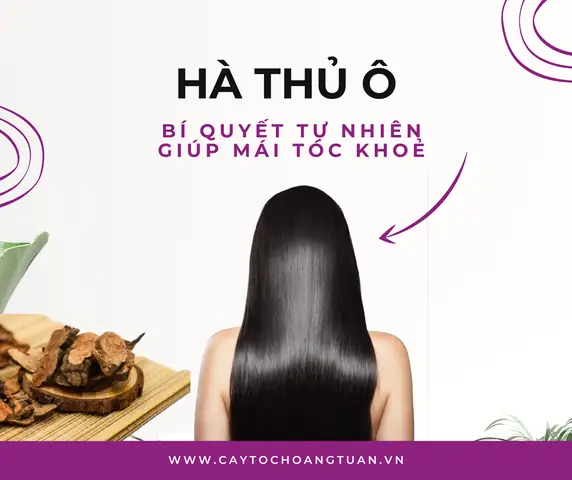 Cách Sử Dụng Hà Thủ Ô Làm Đen Tóc: Hướng Dẫn Chi Tiết Từ A-z