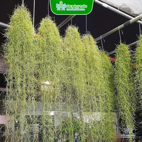 Hướng Dẫn Trồng Và Chăm Sóc Cây Không Khí Tóc Tiên Chuẩn, Dễ Thực Hiện