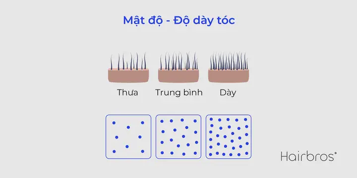 Cách Xác Định Chất Tóc Chính Xác Và Lựa Chọn Sản Phẩm Phù Hợp