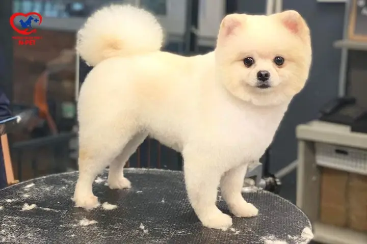 Hướng Dẫn Toàn Diện: Cắt Tỉa Lông Thú Cưng Tại Nhà & Các Dịch Vụ Chuyên Nghiệp Hướng Dẫn Toàn Diện: Cắt Tỉa Lông Thú Cưng Tại Nhà & Các Dịch Vụ Chuyên Nghiệp