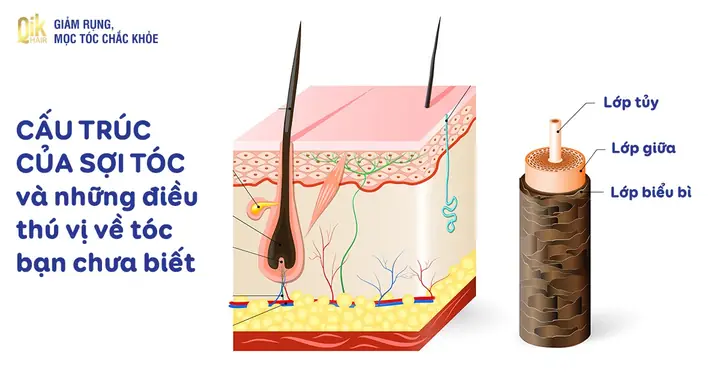 Cấu Trúc Sợi Tóc: Giải Mã Từng Lớp Và Bí Quyết Chăm Sóc Tóc Chuẩn Khoa Học Cấu Trúc Sợi Tóc: Giải Mã Từng Lớp Và Bí Quyết Chăm Sóc Tóc Chuẩn Khoa Học