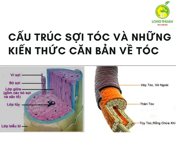 Cấu Trúc Sợi Tóc: Giải Mã Từng Lớp Và Bí Quyết Chăm Sóc Tóc Chuẩn Khoa Học Cấu Trúc Sợi Tóc: Giải Mã Từng Lớp Và Bí Quyết Chăm Sóc Tóc Chuẩn Khoa Học