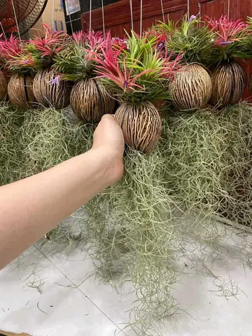 Cây Không Khí Tóc Tiên: Hướng Dẫn Chăm Sóc, Ý Nghĩa Và Cách Trang Trí Độc Đáo