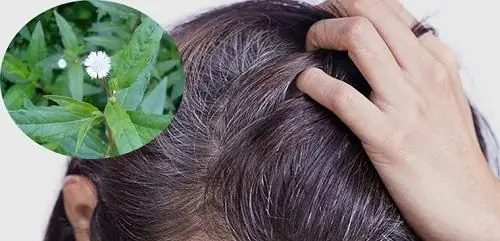 Cây Nhọ Nồi Có Nhuộm Tóc Được Không? Bí Quyết Tóc Đen Tự Nhiên Từ Dân Gian