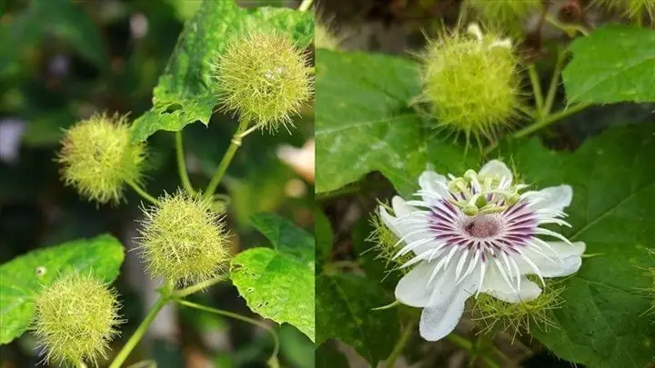 Cây Tóc Tiên: Vị Thuốc Dân Gian Giúp Bạn Ngủ Ngon Giấc Mơ Sâu Cây Tóc Tiên: Vị Thuốc Dân Gian Giúp Bạn Ngủ Ngon Giấc Mơ Sâu