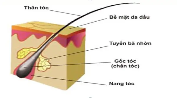 Chân Tóc Và Ngọn Tóc: Phân Biệt, Vai Trò Và Bí Quyết Chăm Sóc Toàn Diện Chân Tóc Và Ngọn Tóc: Phân Biệt, Vai Trò Và Bí Quyết Chăm Sóc Toàn Diện