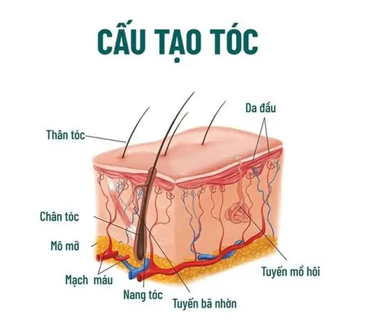 Chân Tóc Và Ngọn Tóc: Phân Biệt, Vai Trò Và Bí Quyết Chăm Sóc Toàn Diện Chân Tóc Và Ngọn Tóc: Phân Biệt, Vai Trò Và Bí Quyết Chăm Sóc Toàn Diện