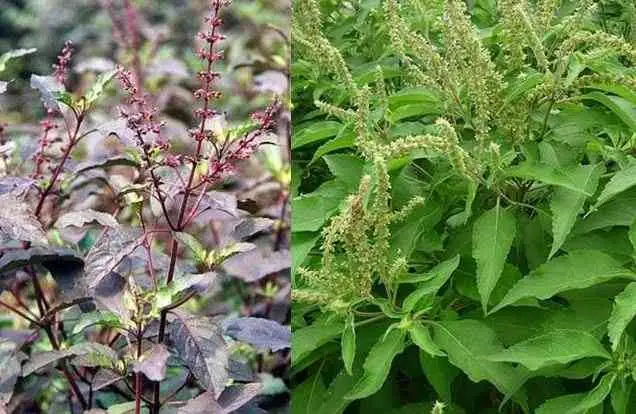 Chữa Rụng Tóc Bằng Thuốc Nam: Phương Pháp Tự Nhiên Hiệu Quả Tại Nhà Chữa Rụng Tóc Bằng Thuốc Nam: Phương Pháp Tự Nhiên Hiệu Quả Tại Nhà