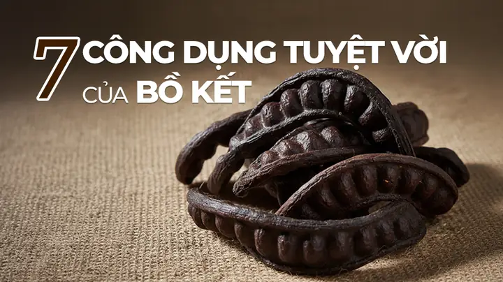 Công Dụng Tuyệt Vời Của Bồ Kết Với Tóc: Bí Quyết Tóc Chắc Khỏe, Mượt Mà Tự Nhiên Công Dụng Tuyệt Vời Của Bồ Kết Với Tóc: Bí Quyết Tóc Chắc Khỏe, Mượt Mà Tự Nhiên