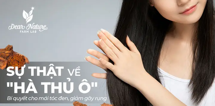 Công Dụng Của Hà Thủ Ô Đối Với Tóc: Bí Quyết Cho Mái Tóc Đen Mượt, Chắc Khỏe Tự Nhiên