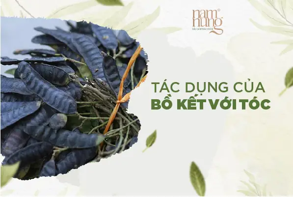 Công Dụng Tuyệt Vời Của Trái Bồ Kết Đối Với Tóc: Bí Quyết Mái Tóc Mềm Mượt, Chắc Khỏe Công Dụng Tuyệt Vời Của Trái Bồ Kết Đối Với Tóc: Bí Quyết Mái Tóc Mềm Mượt, Chắc Khỏe