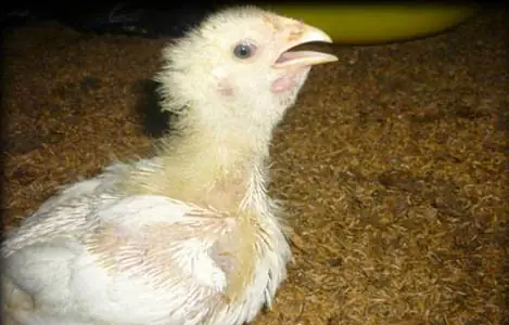 Giải Mã Thành Ngữ "lúng Túng Như Gà Mắc Tóc": Ý Nghĩa, Nguồn Gốc Và Cách Sử Dụng