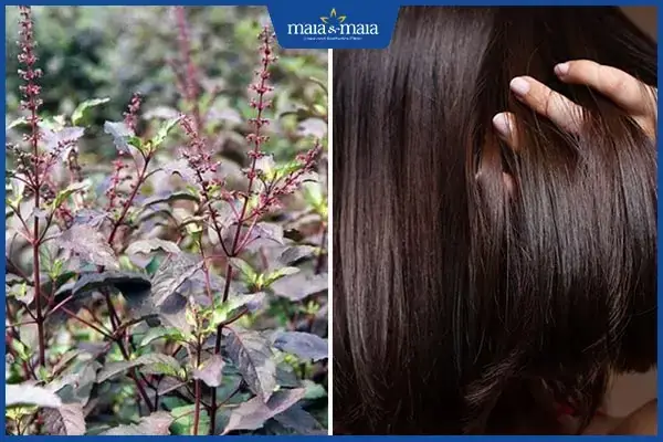 Hương Nhu Trị Rụng Tóc: Bí Quyết Dưỡng Tóc Chắc Khỏe Tự Nhiên