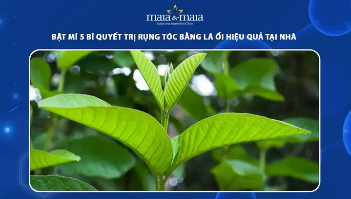 Lá Ổi Có Trị Rụng Tóc Không: 7 Cách Dùng Hiệu Quả Tại Nhà