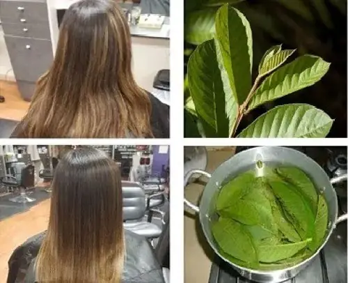 Lá Ổi Có Trị Rụng Tóc Không: 7 Cách Dùng Hiệu Quả Tại Nhà
