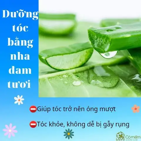 Cách Làm Mượt Tóc Bằng Nha Đam: Hướng Dẫn Chi Tiết & Công Thức Hiệu Quả Tại Nhà Cách Làm Mượt Tóc Bằng Nha Đam: Hướng Dẫn Chi Tiết & Công Thức Hiệu Quả Tại Nhà