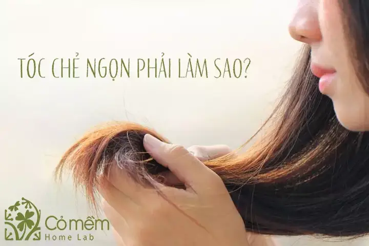 Ngăn Ngừa Và Khắc Phục Tóc Chẻ Ngọn: Hướng Dẫn Toàn Diện Từ Chuyên Gia Ngăn Ngừa Và Khắc Phục Tóc Chẻ Ngọn: Hướng Dẫn Toàn Diện Từ Chuyên Gia