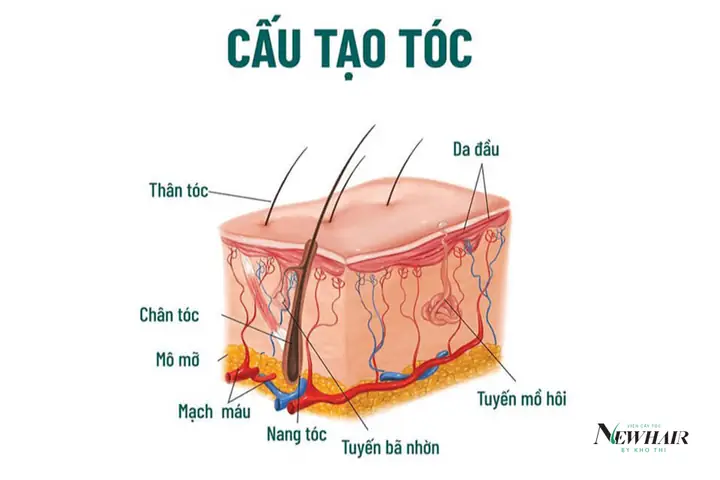 Một Người Bình Thường Có Bao Nhiêu Sợi Tóc? Giải Đáp Thắc Mắc & Lưu Ý Chăm Sóc Tóc