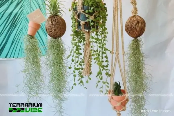 Hướng Dẫn Nhân Giống Cây Không Khí Tóc Tiên Chi Tiết Từ A-z