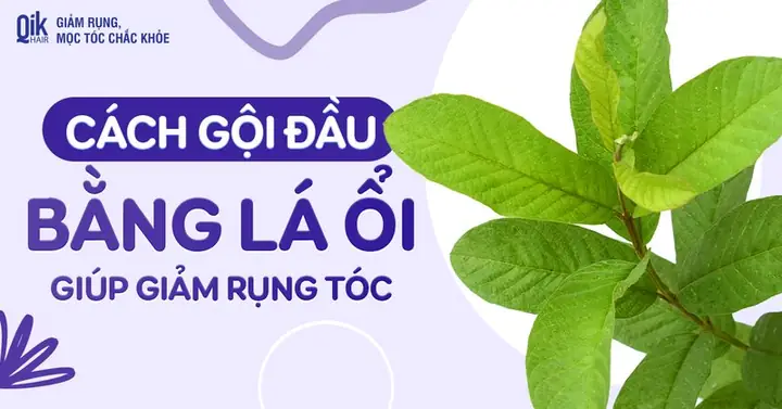Nước Lá Ổi Gội Đầu Mọc Tóc, Giảm Rụng Tóc Hiệu Quả Tại Nhà Nước Lá Ổi Gội Đầu Mọc Tóc, Giảm Rụng Tóc Hiệu Quả Tại Nhà