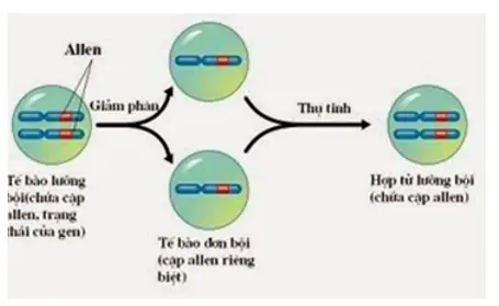 Đặc Điểm Di Truyền Kiểu Tóc Ở Người: Gen, Alen Và Cơ Chế Di Truyền