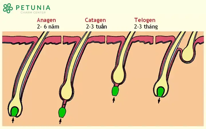 Số Sợi Tóc Trung Bình Trên Đầu Mỗi Người: Giải Đáp Chi Tiết Và Bí Quyết Chăm Sóc Số Sợi Tóc Trung Bình Trên Đầu Mỗi Người: Giải Đáp Chi Tiết Và Bí Quyết Chăm Sóc