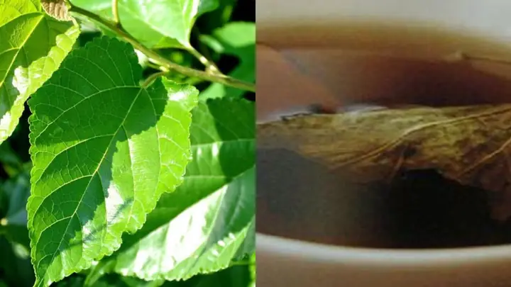 Lá Dâu Tằm: Bí Quyết Tự Nhiên Cho Mái Tóc Đen Mượt, Chắc Khỏe Và Ngăn Ngừa Bạc Sớm Lá Dâu Tằm: Bí Quyết Tự Nhiên Cho Mái Tóc Đen Mượt, Chắc Khỏe Và Ngăn Ngừa Bạc Sớm