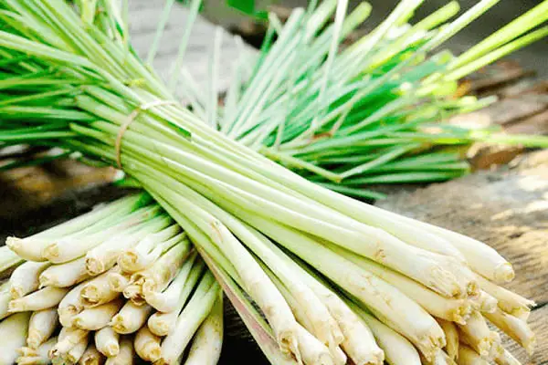 Tác Dụng Tuyệt Vời Của Sả Đối Với Tóc: Bí Quyết Dưỡng Tóc Chắc Khỏe, Suôn Mượt Tự Nhiên