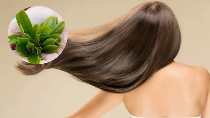 Tác Dụng Của Trà Xanh Với Tóc: Bí Quyết Dưỡng Tóc Chắc Khỏe Từ Thiên Nhiên Tác Dụng Của Trà Xanh Với Tóc: Bí Quyết Dưỡng Tóc Chắc Khỏe Từ Thiên Nhiên