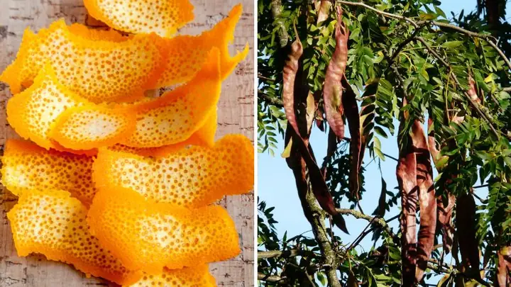 Tác Dụng Tuyệt Vời Của Vỏ Cam Với Mái Tóc: Bí Quyết Tự Nhiên Cho Tóc Khỏe Đẹp Tác Dụng Tuyệt Vời Của Vỏ Cam Với Mái Tóc: Bí Quyết Tự Nhiên Cho Tóc Khỏe Đẹp