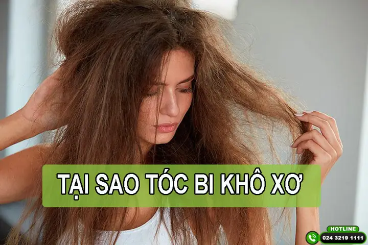 Tại Sao Tóc Bị Khô Xơ? Nguyên Nhân Và Cách Phục Hồi Toàn Diện