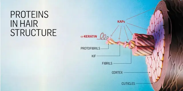 Thành Phần Chính Của Tóc Là Gì? Protein Keratin & Vai Trò Của Chúng