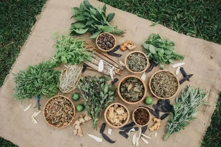 Top 10 Thảo Dược Giúp Tóc Mọc Nhanh & Dày Hiệu Quả Nhất Hiện Nay