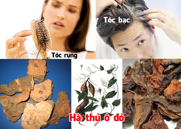Top 10 Bài Thuốc Đông Y Trị Tóc Bạc Sớm Hiệu Quả: Lấy Lại Thanh Xuân Cho Mái Tóc