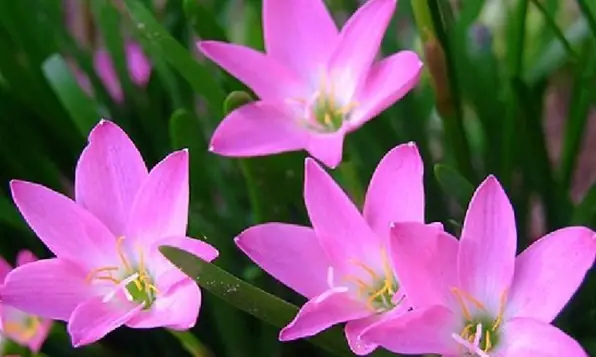 Hoa Tóc Tiên: Khám Phá Đặc Điểm, Ý Nghĩa Và Cách Trồng