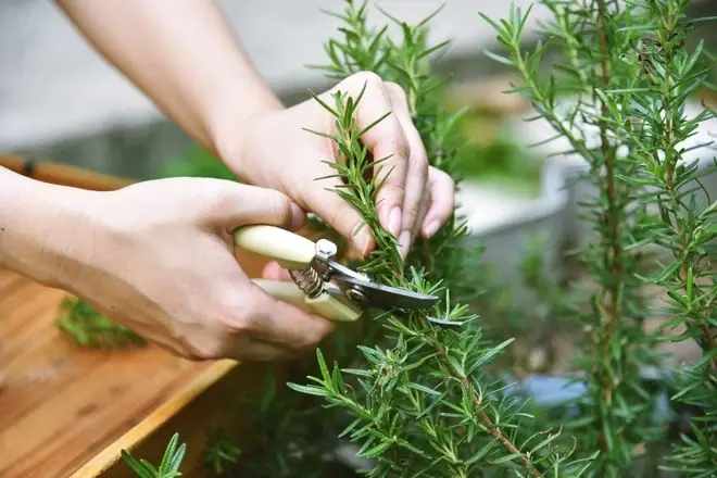 Tinh Dầu Hương Thảo Mọc Tóc: Bí Quyết Cho Mái Tóc Dày, Chắc Khỏe Tự Nhiên Tinh Dầu Hương Thảo Mọc Tóc: Bí Quyết Cho Mái Tóc Dày, Chắc Khỏe Tự Nhiên