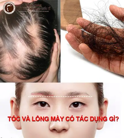 Tóc Và Lông Mày Có Tác Dụng Gì: Chức Năng Bảo Vệ, Thẩm Mỹ Và Biểu Cảm