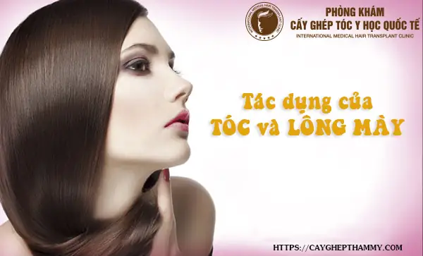 Tóc Và Lông Mày Có Tác Dụng Gì: Chức Năng Bảo Vệ, Thẩm Mỹ Và Biểu Cảm