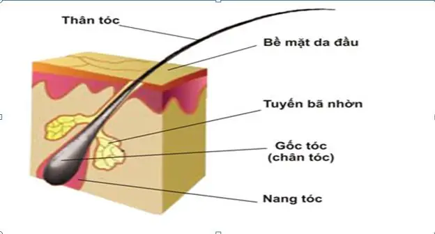 Phụ Nữ Tóc Xoăn Tự Nhiên Có Phải Là Khổ? Giải Mã Quan Niệm Dân Gian Và Khoa Học