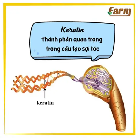 Tóc Được Cấu Tạo Từ Chất Gì: Thành Phần Chính & Dưỡng Chất Cần Thiết Cho Tóc Khỏe