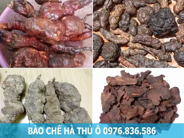 Uống Hà Thủ Ô Bao Lâu Thì Đen Tóc? Bí Quyết Sử Dụng Hiệu Quả Uống Hà Thủ Ô Bao Lâu Thì Đen Tóc? Bí Quyết Sử Dụng Hiệu Quả