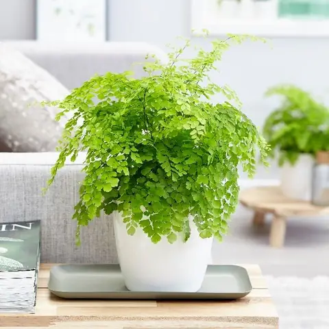 Ý Nghĩa Phong Thủy Cây Tóc Thần Vệ Nữ: Mang Tài Lộc, Bình An Cho Gia Chủ Ý Nghĩa Phong Thủy Cây Tóc Thần Vệ Nữ: Mang Tài Lộc, Bình An Cho Gia Chủ