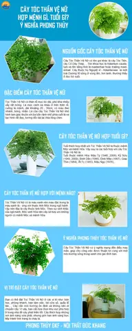Ý Nghĩa Phong Thủy Cây Tóc Thần Vệ Nữ: Mang Tài Lộc, Bình An Cho Gia Chủ Ý Nghĩa Phong Thủy Cây Tóc Thần Vệ Nữ: Mang Tài Lộc, Bình An Cho Gia Chủ